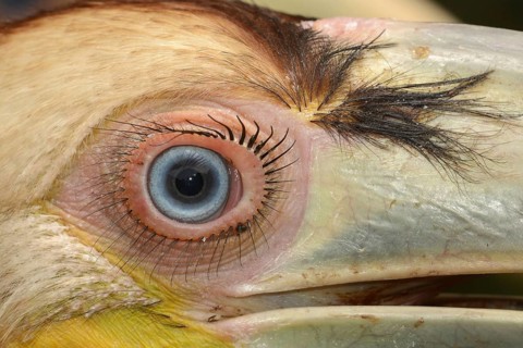 Encircled wreathed hornbill