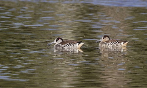 Pink-eared Duck