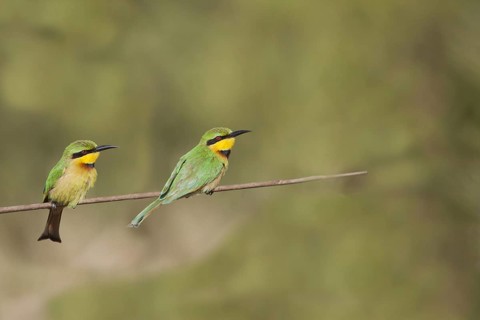 Lesser bee-eater