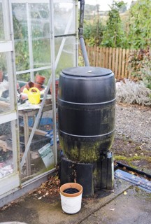 Plastic waterbutt for catching rainwater off greenhouse in a garden