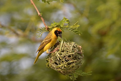 Southern masked weaver