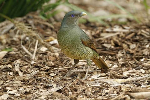 Silk Bowerbird