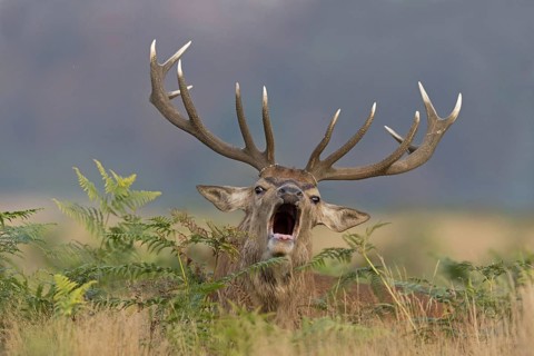 Red deer