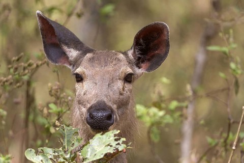 Sambar