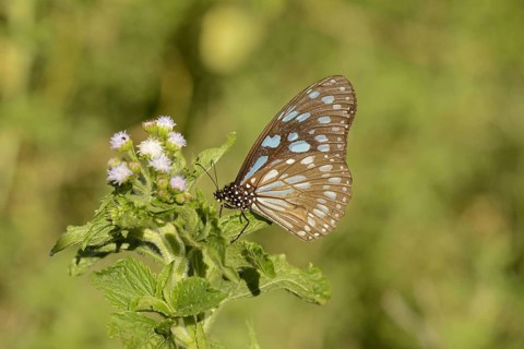 African Blue Tiger