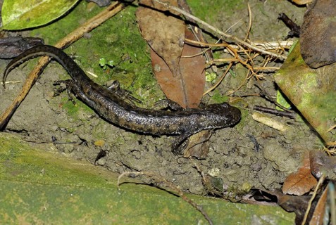 Great Crested Newt