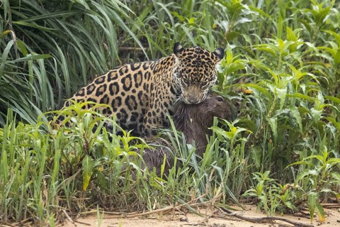 South american jaguar