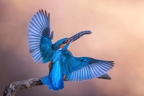 Common kingfisher