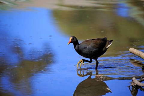 Dusky moorhen