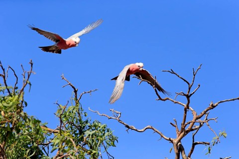 Pink Cockatoo