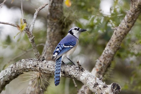 Blue jay