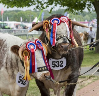 English Longhorn