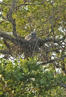Verreaux's verreaux's eagle-owl
