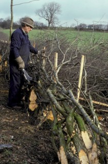 Laying human hedges