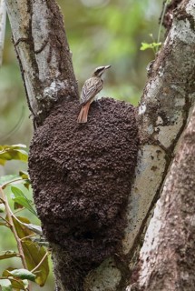 Streak Flycatcher