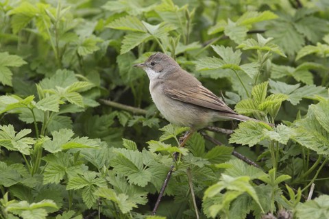 Common Whitethroat