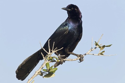 Boat-tailed Grackle