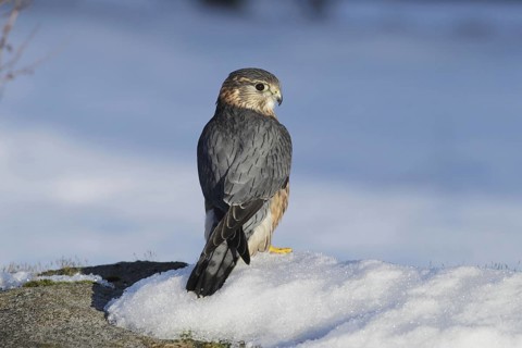 Merlin