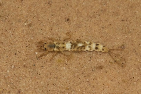 Common Burrower Mayfly