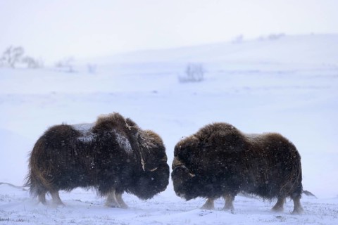 Musk oxes