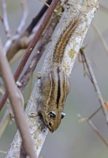 Tamiops macclellandii