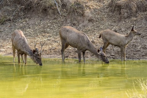 Sambar deer
