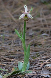 Elagant elagant orchid
