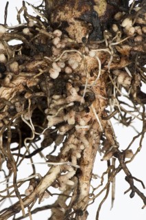 Root nodules for nitrogen fixation by Rhizobium bacteria