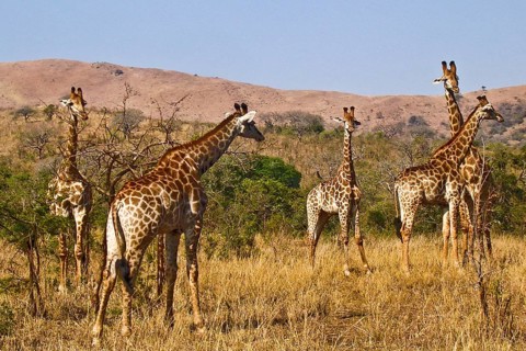 Herd of giraffes