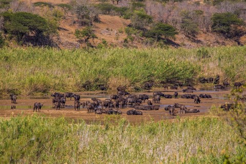 Herd of african buffalo