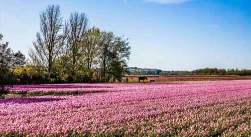 Flowering tulip fields