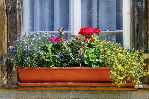 Blumenkasten am Fenster im Kraeutergarten des ehemaligen Frauenklosters Inzigkofen