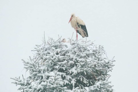 Pair of white storks in the midst of a snowstorm in their nest during the breeding season