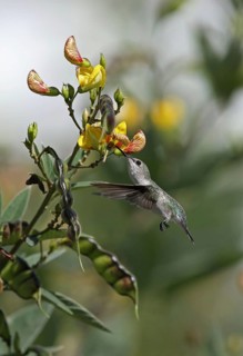 Verbena hummingbird