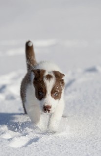 Domestic dog