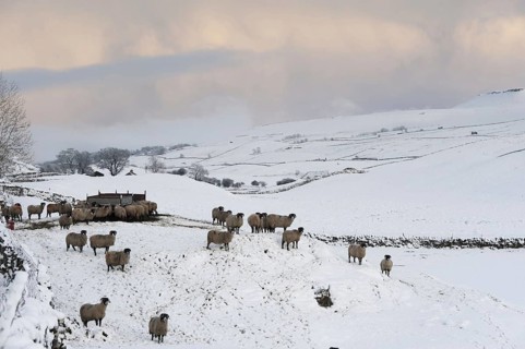 Swaledale Sheep