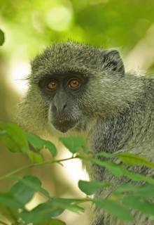 Blue white-lipped monkey