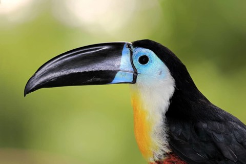Channel-billed toucan