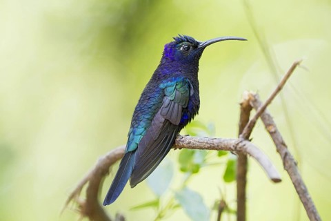 Violet Sabrewing