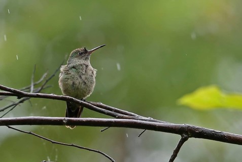 Scaly-breasted Hummingbird