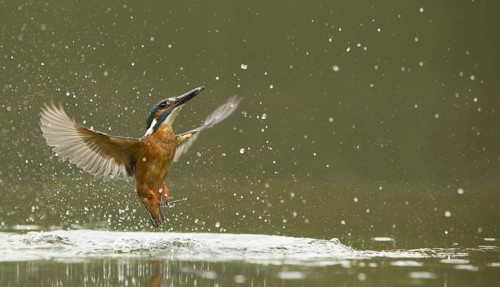 Common kingfisher