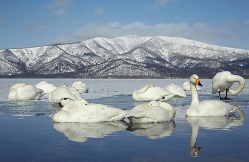 Adult whooper swan