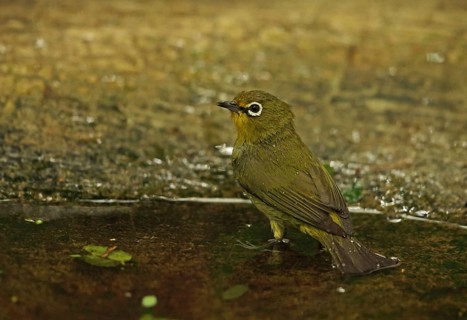 Cape white-eye