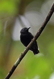 White-flanked Antwren