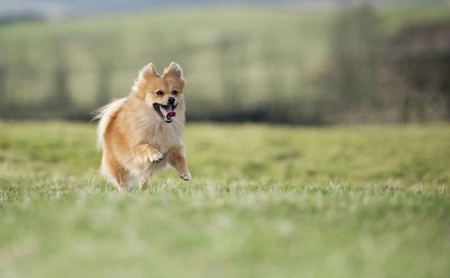 Domestic dog