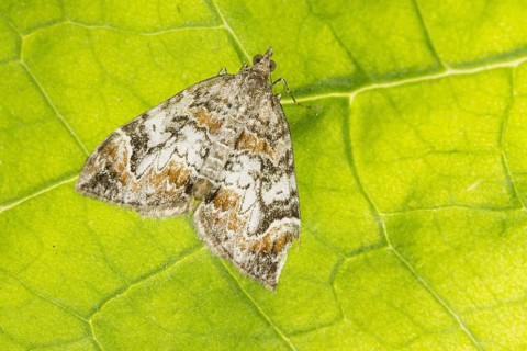 Dark Marbled Carpet