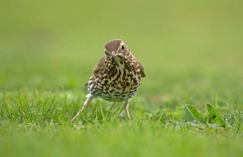 Song Thrush
