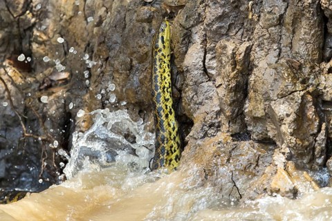 Yellow Anaconda