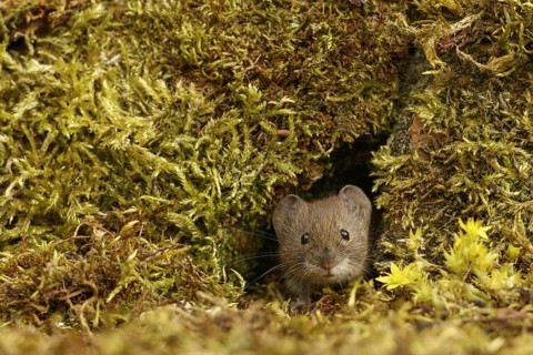 Bank voles