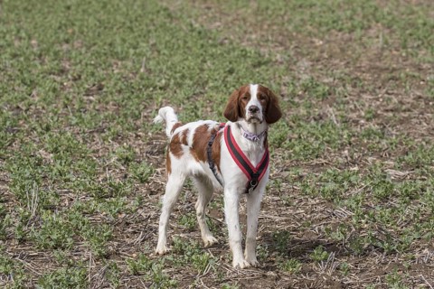Irish red-white Setter